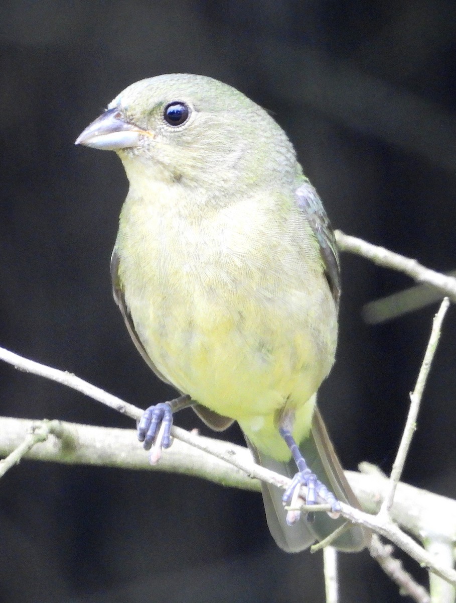 Painted Bunting - ML618855115