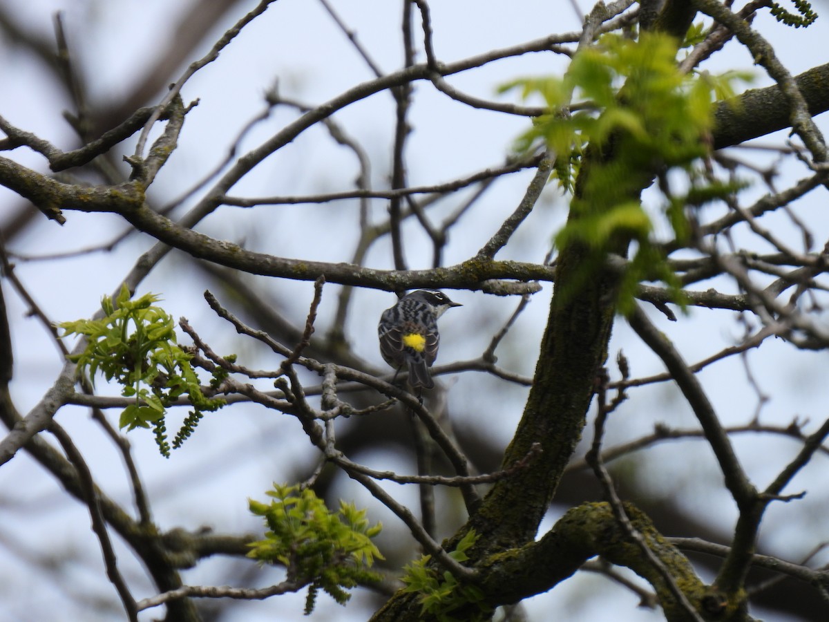 Yellow-rumped Warbler (Myrtle) - Kristina Beeby Curtis