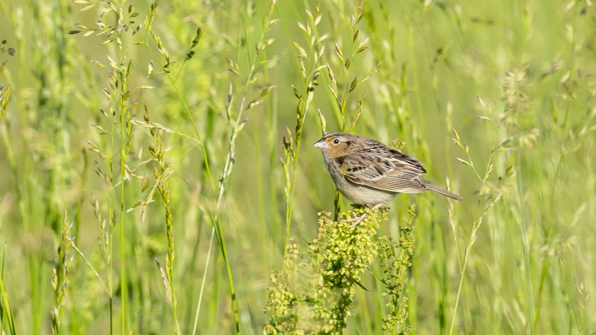 Grasshopper Sparrow - ML618855161
