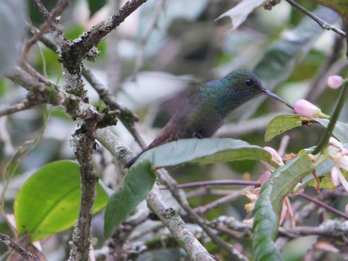 Green-bellied Hummingbird - ubaque club
