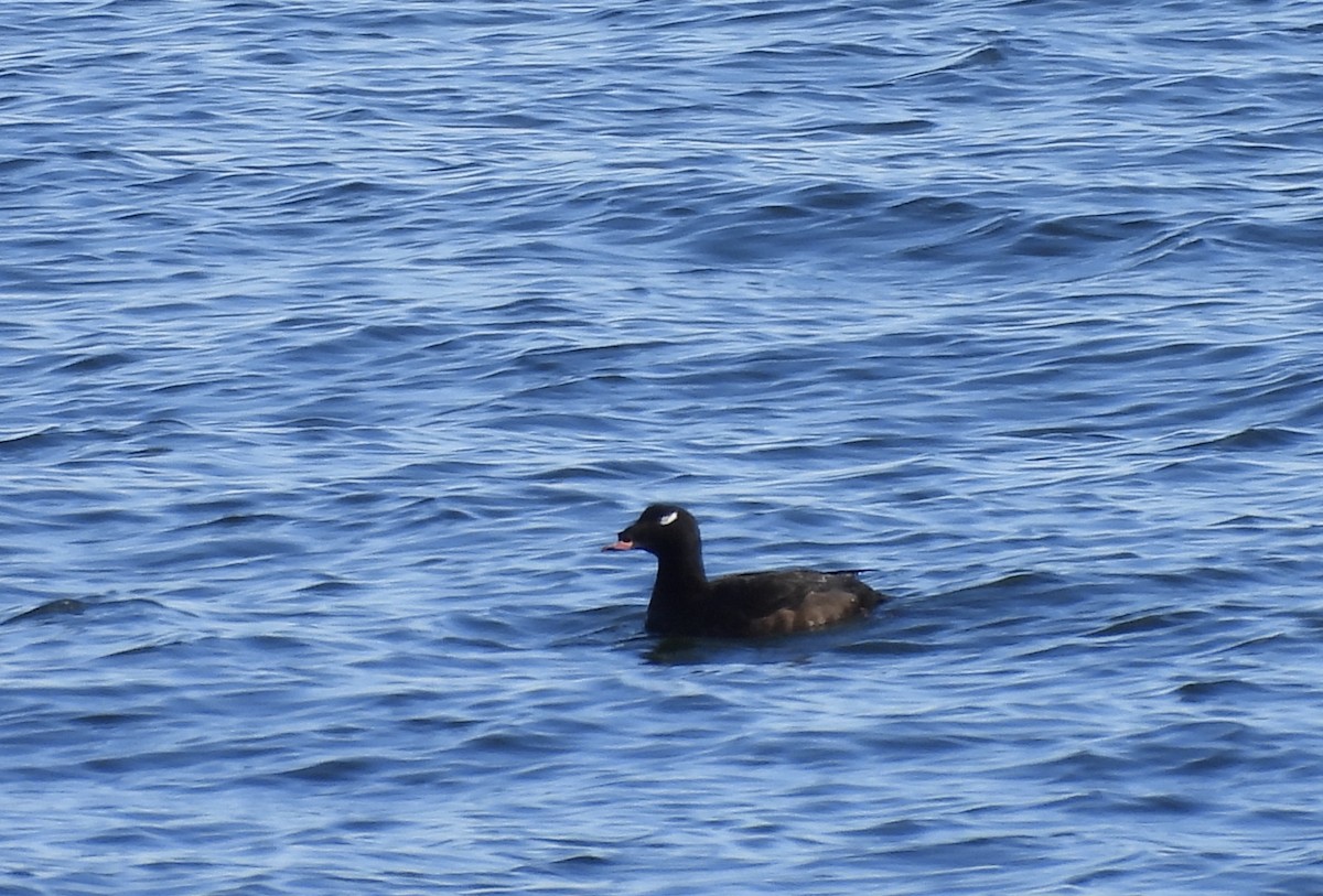 White-winged Scoter - Michelle Bélanger