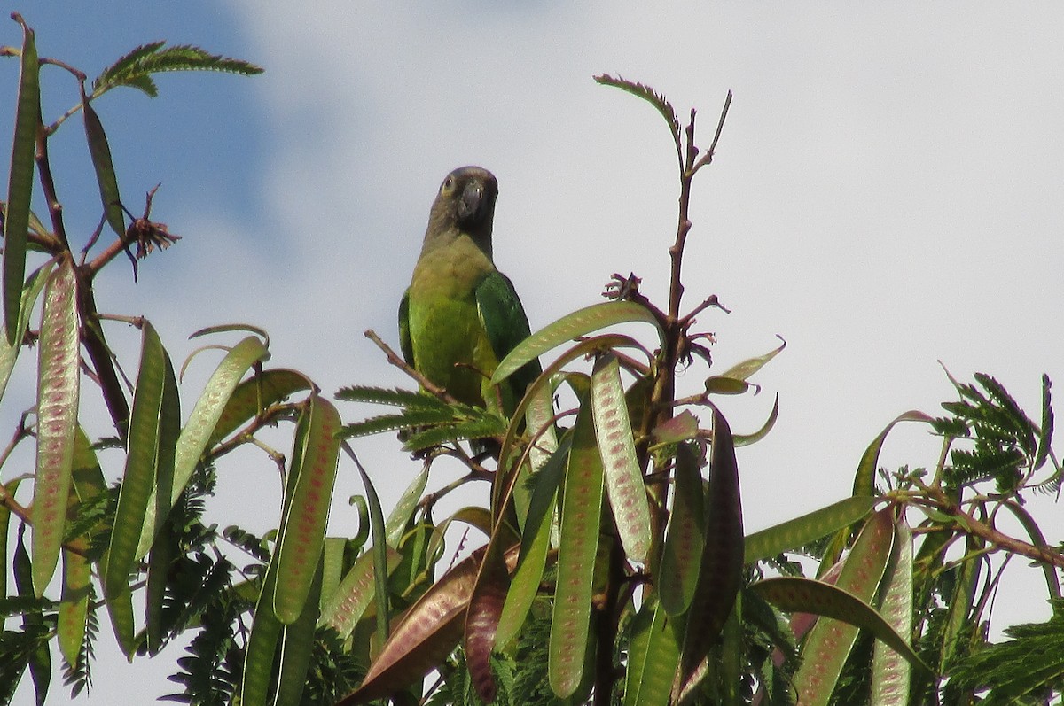 Brown-throated Parakeet - Eduardo Freitez Gassán