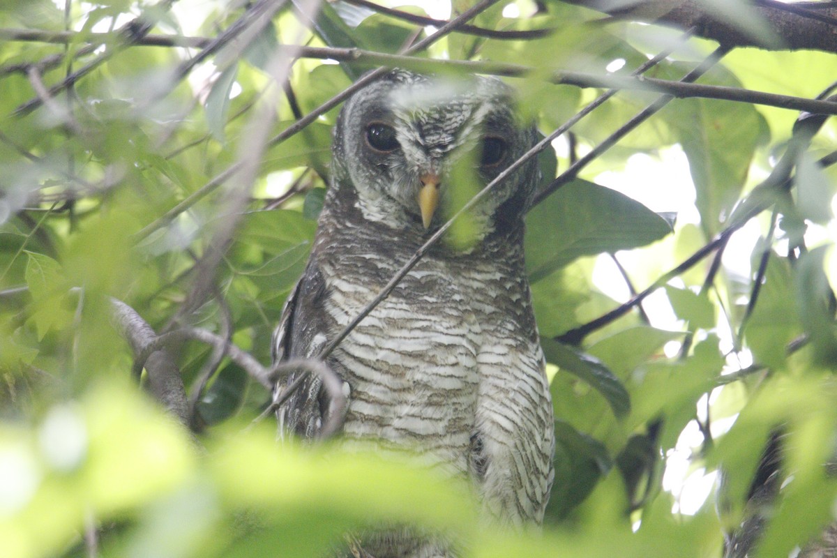 African Wood-Owl - ML618855218