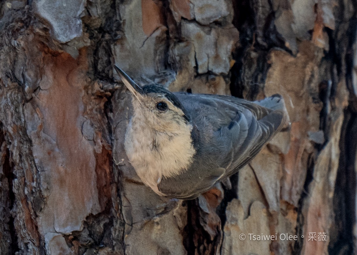 White-breasted Nuthatch - Tsaiwei Olee