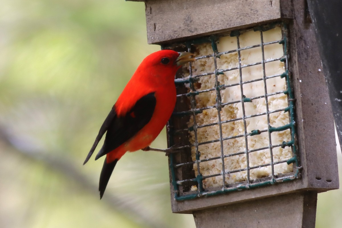 Scarlet Tanager - ML618855298