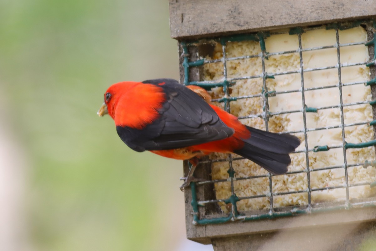 Scarlet Tanager - ML618855300