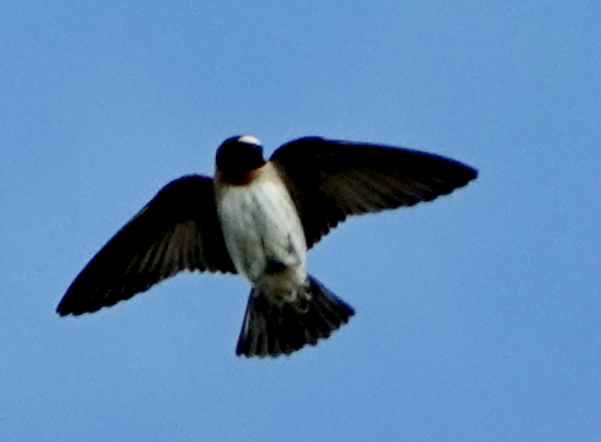 Cliff Swallow - Bart Williams