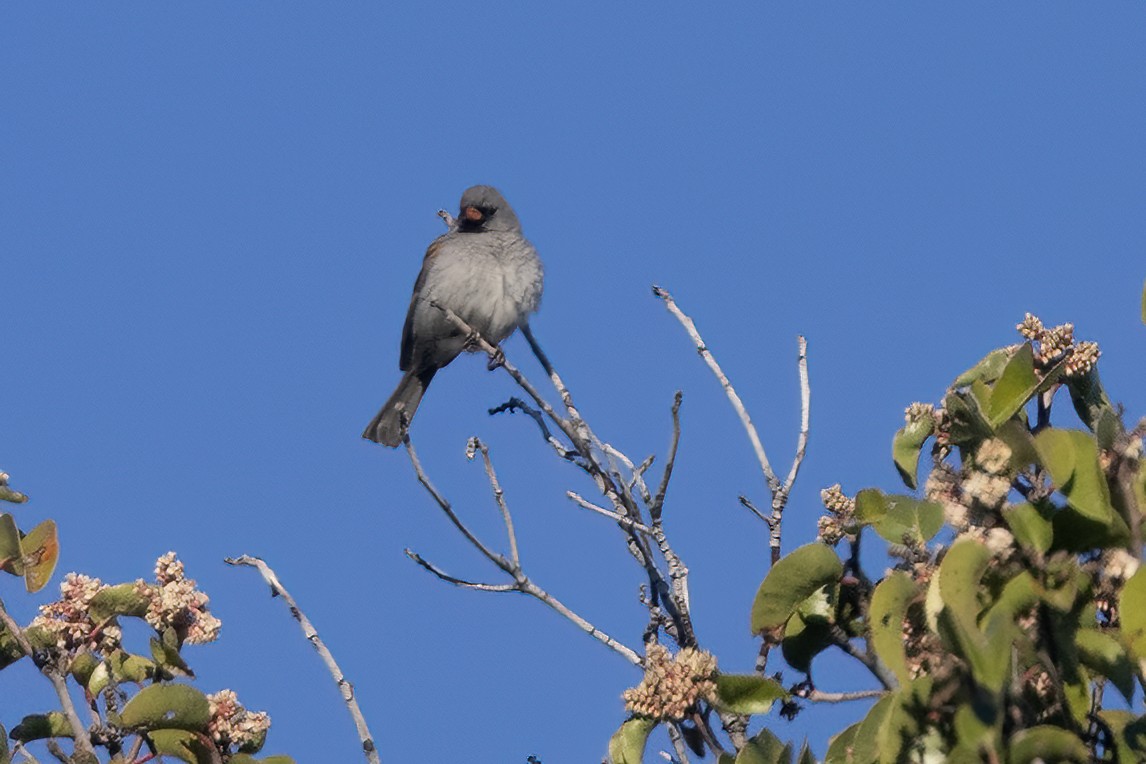 Black-chinned Sparrow - Ted Keyel