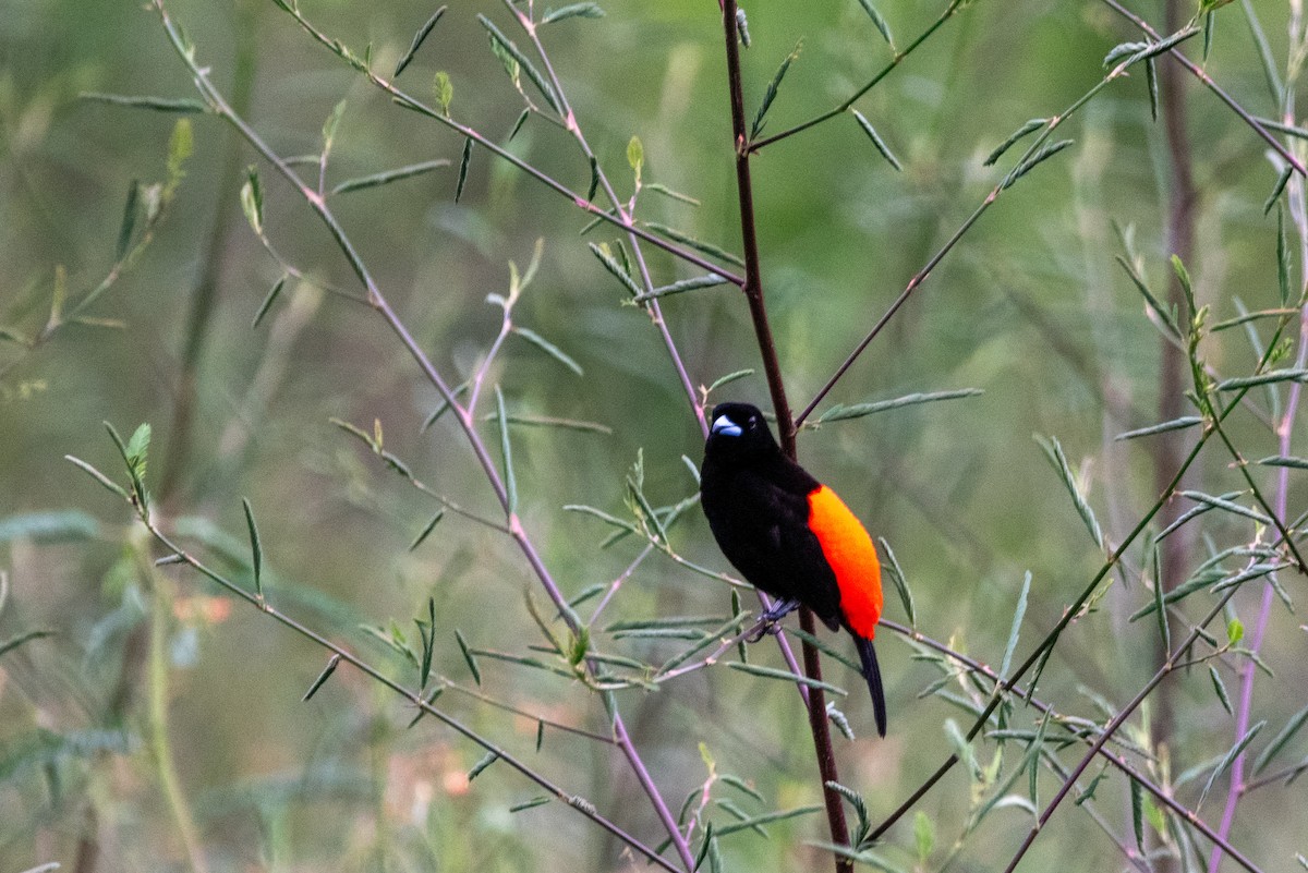 Scarlet-rumped Tanager (Passerini's) - ML618855364