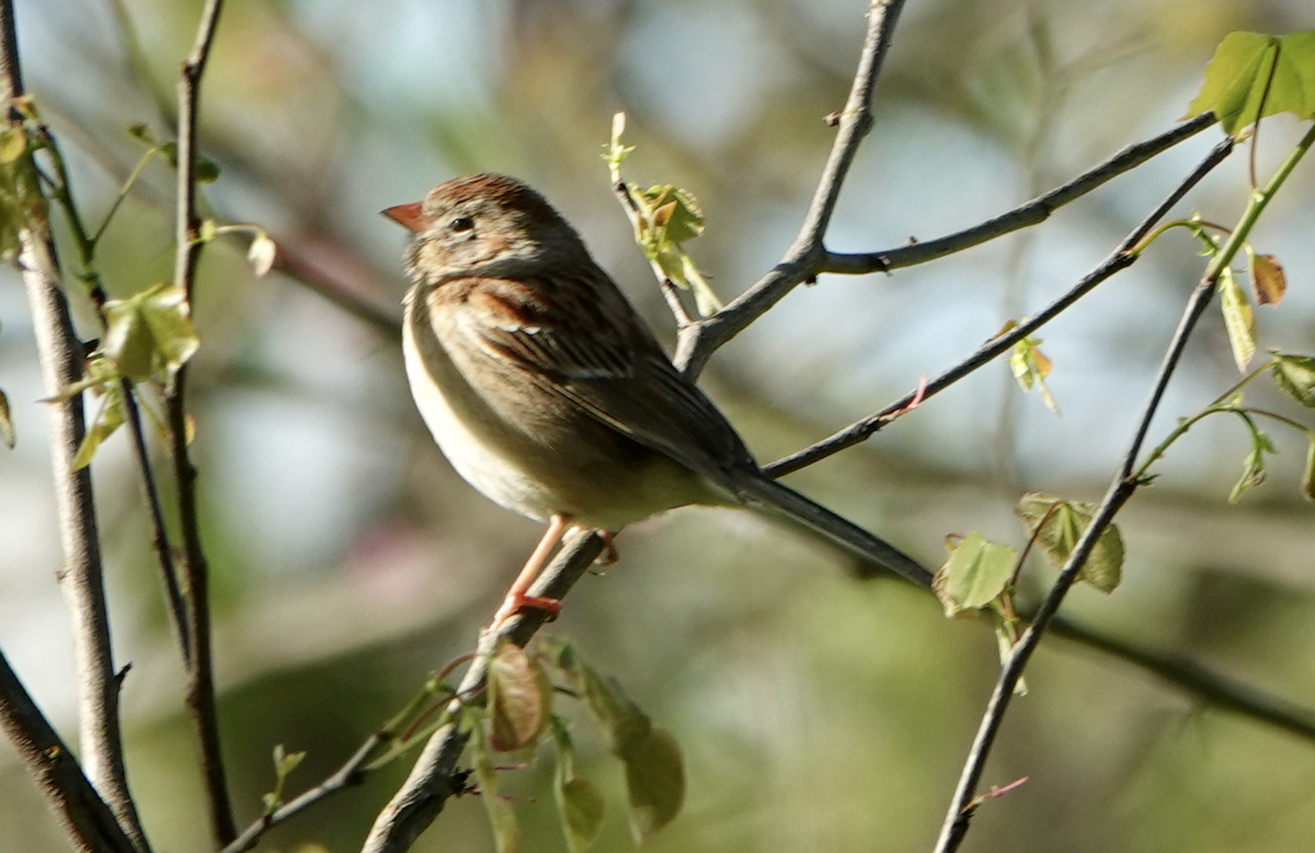 Field Sparrow - ML618855365
