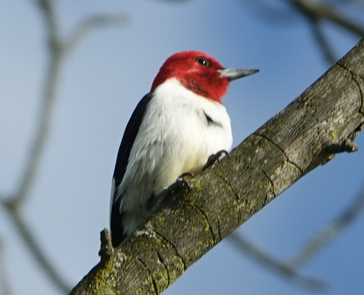 Red-headed Woodpecker - ML618855401
