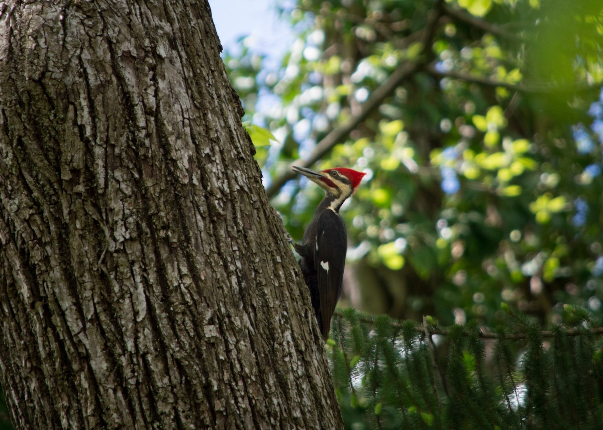 Pileated Woodpecker - ML618855403
