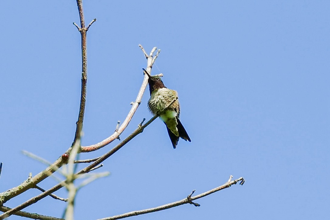 Yakut Boğazlı Kolibri - ML618855411