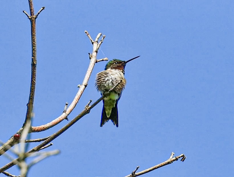 Ruby-throated Hummingbird - ML618855412