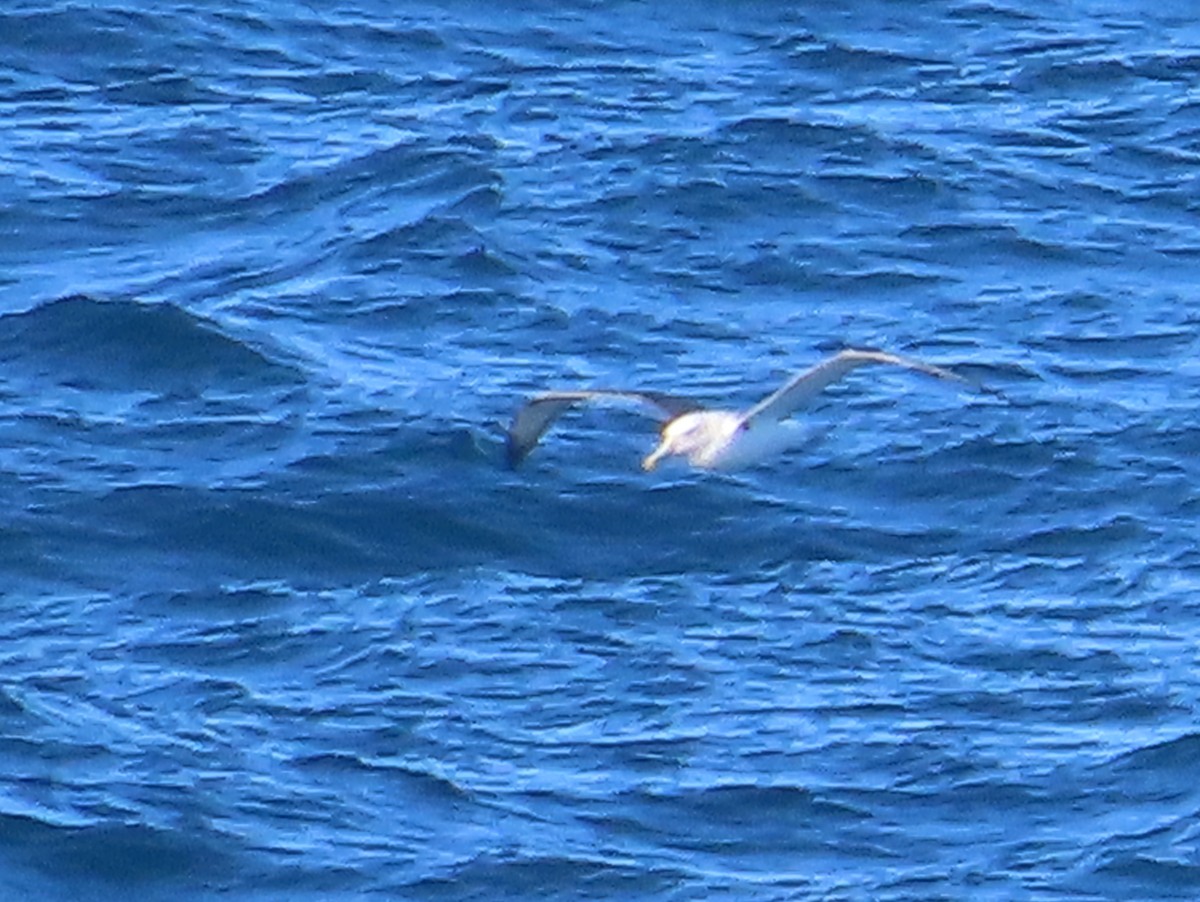 Albatros à cape blanche - ML618855458