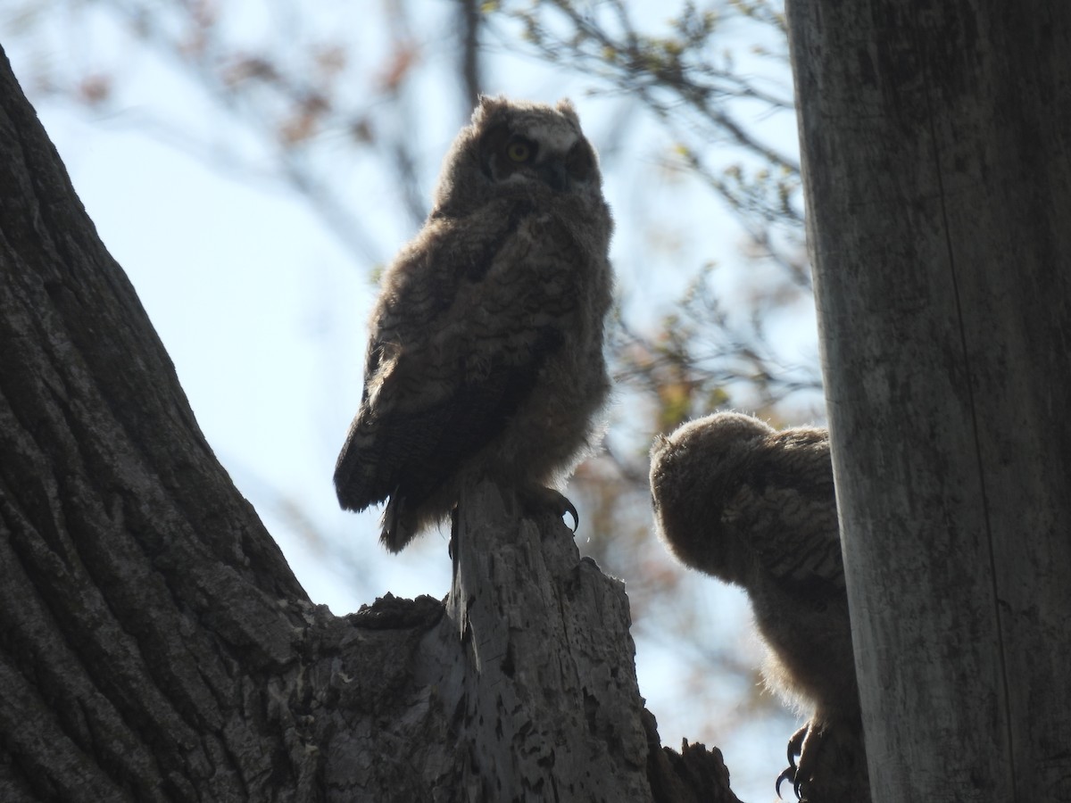 Great Horned Owl - ML618855459