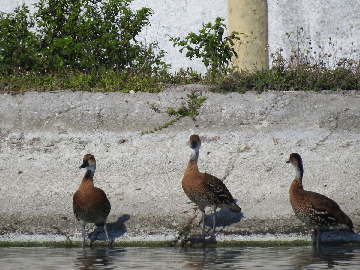 West Indian Whistling-Duck - ML618855470