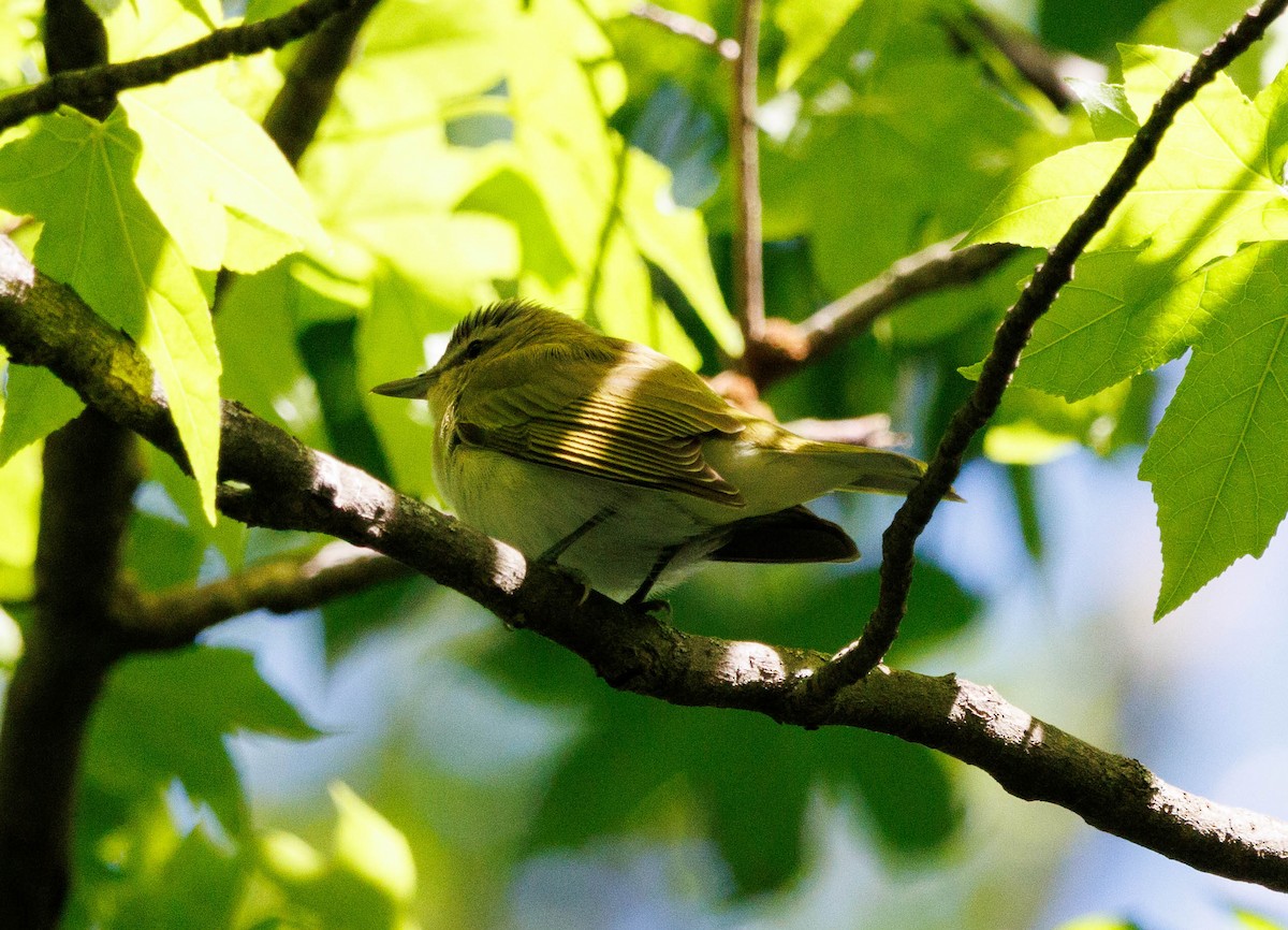 Red-eyed Vireo - Michael Muchmore