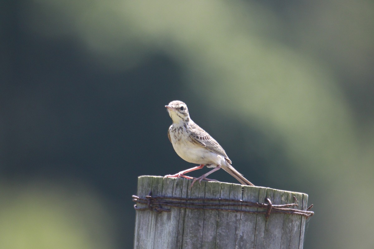 African Pipit - ML618855531