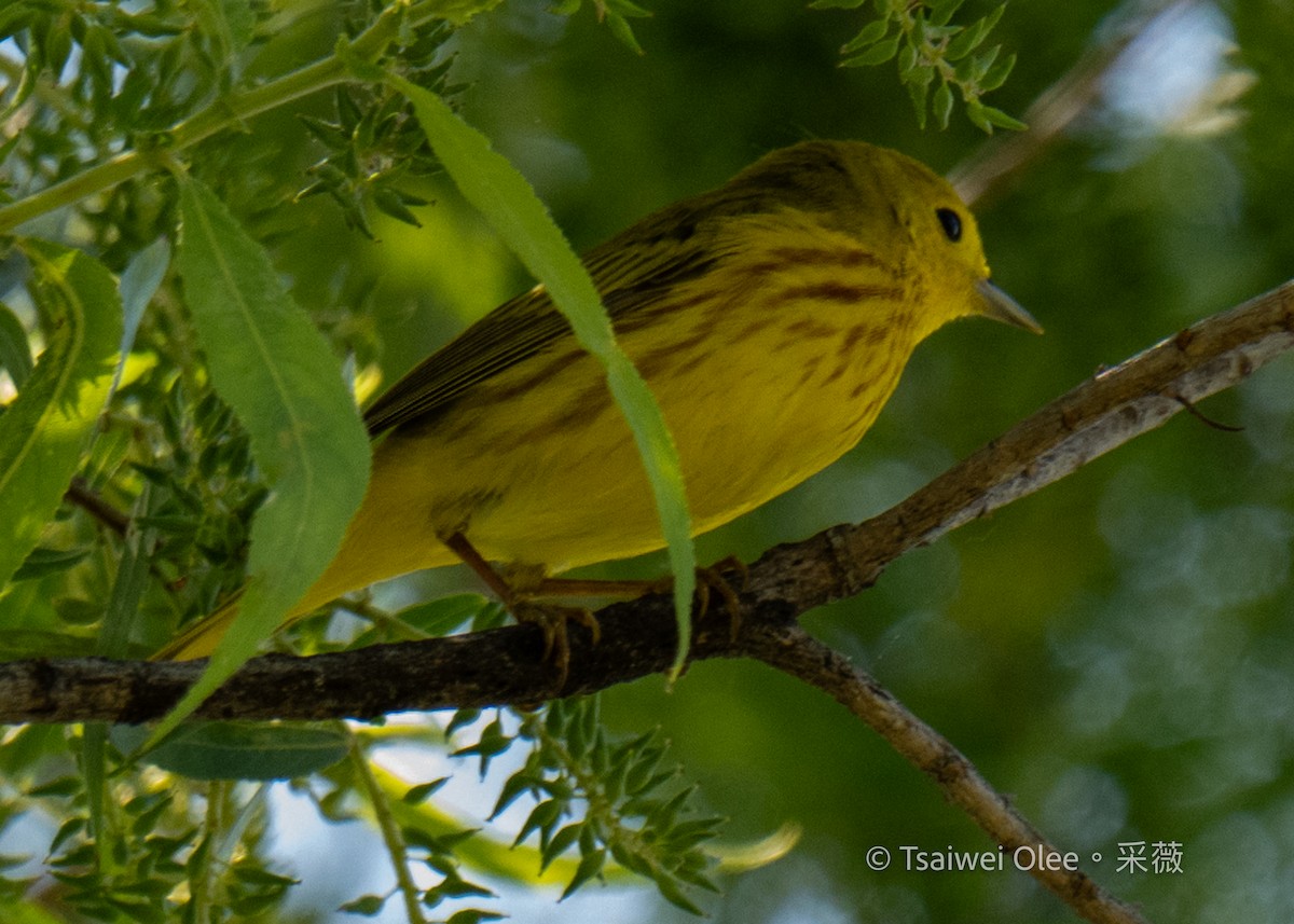 Yellow Warbler - Tsaiwei Olee