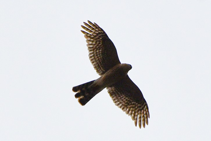 Eurasian Sparrowhawk - ML618855542