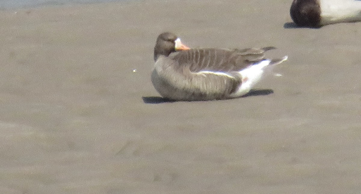 Greater White-fronted Goose - ML618855552