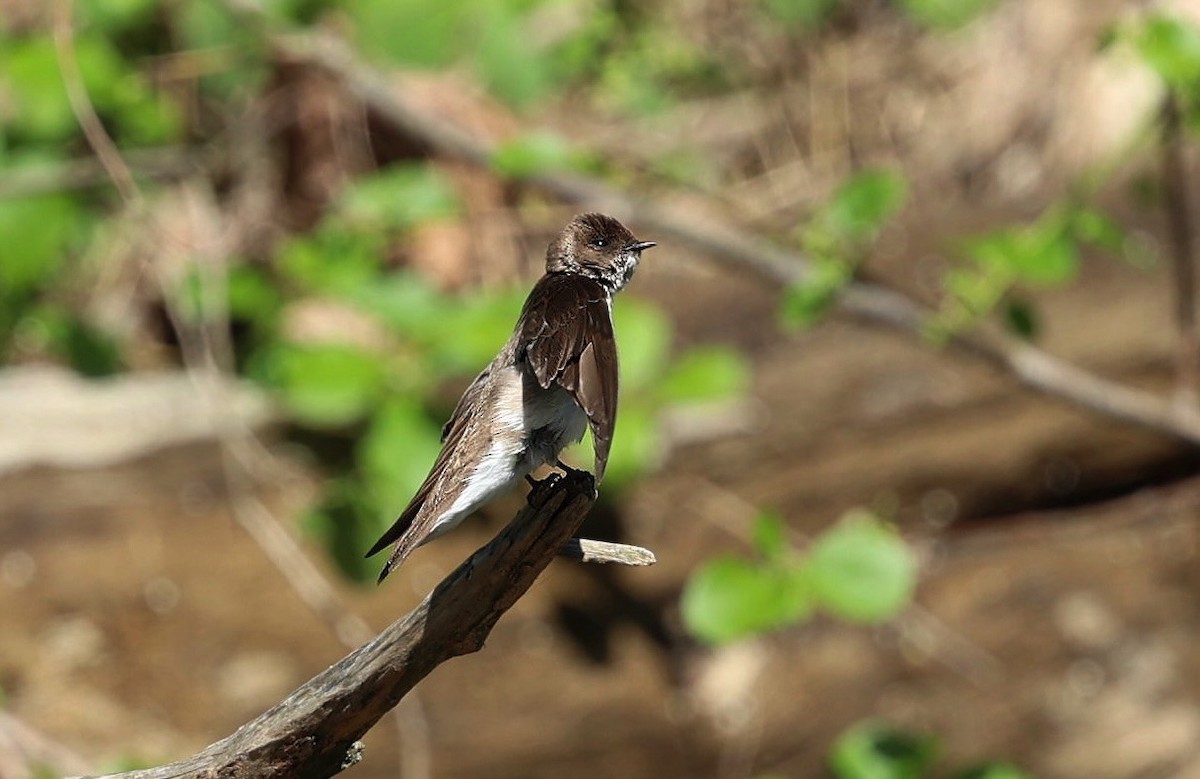 Northern Rough-winged Swallow - ML618855557