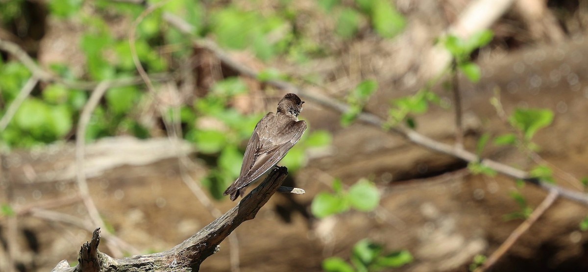 Northern Rough-winged Swallow - Barbara Hostetler