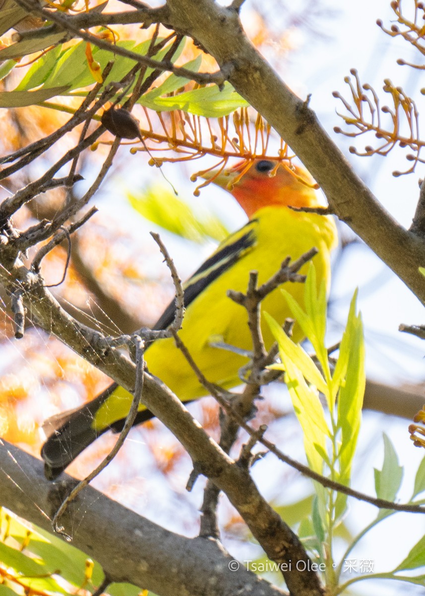 Western Tanager - ML618855564