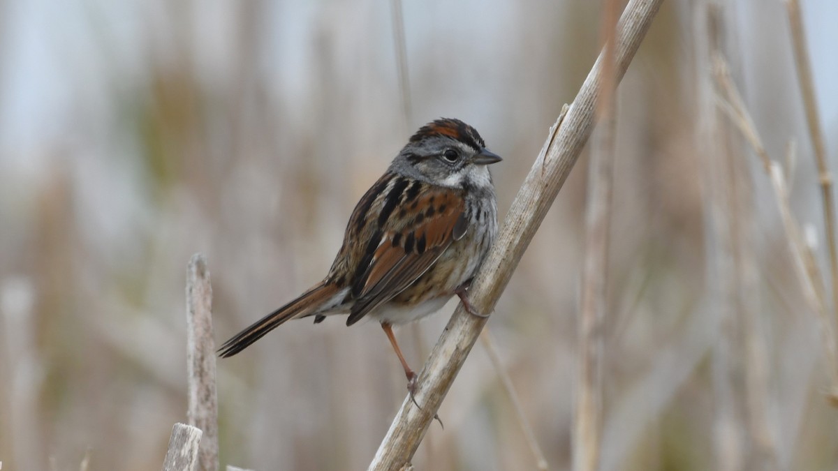 Swamp Sparrow - ML618855568