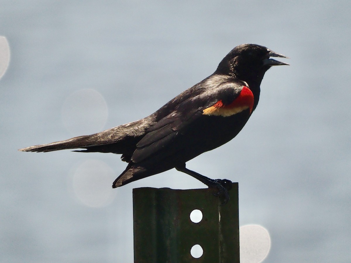Red-winged Blackbird (Red-winged) - Ingrid Messbauer