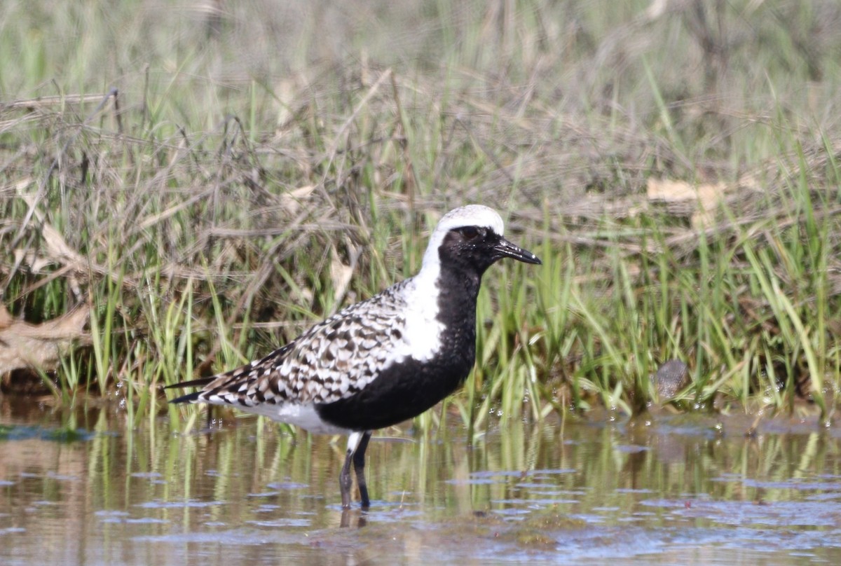 Black-bellied Plover - MA 2