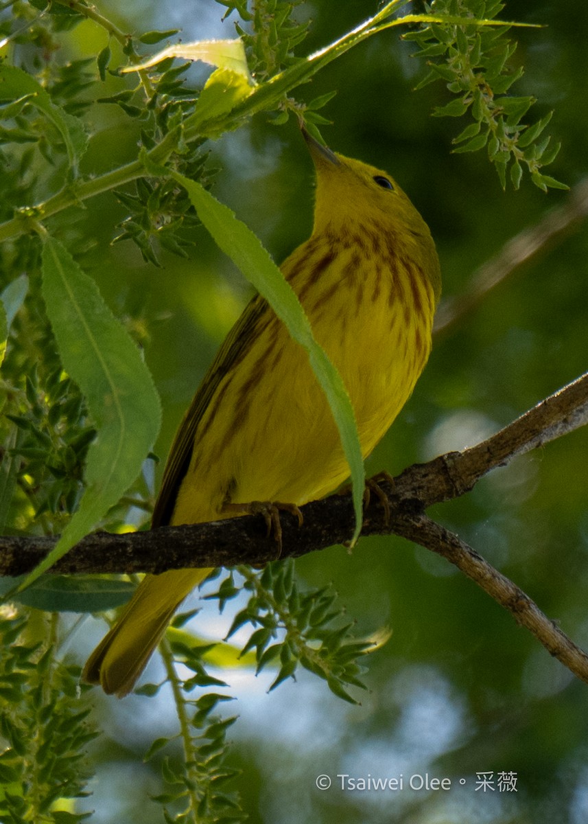 Yellow Warbler - Tsaiwei Olee