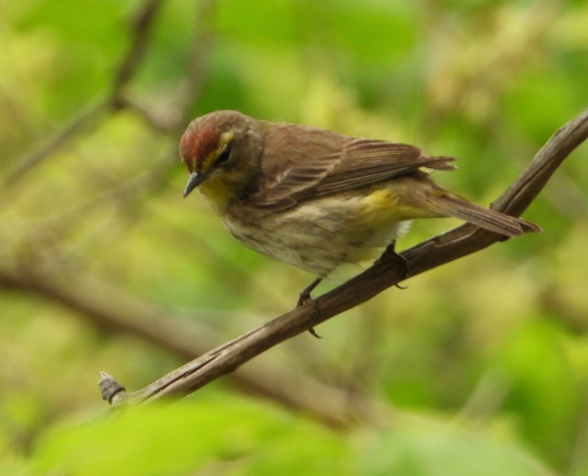 Palm Warbler - Shirley Andrews