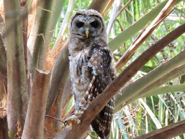Barred Owl - Bert Alm