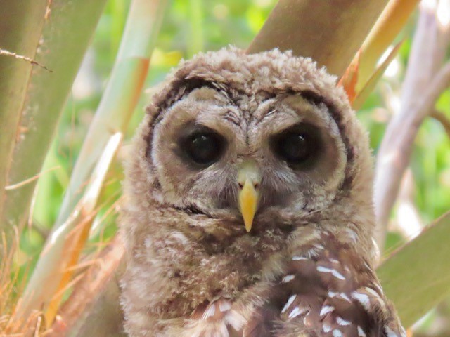 Barred Owl - Bert Alm
