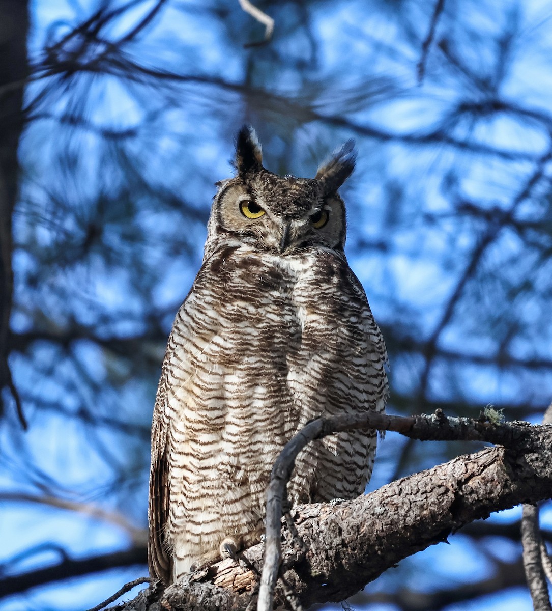 Great Horned Owl - ML618855696