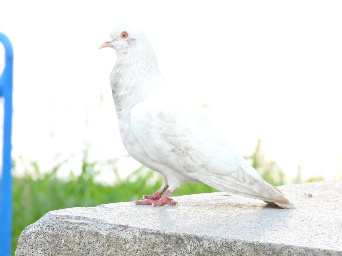 Сизый голубь (Одомашненного типа) - ML618855711