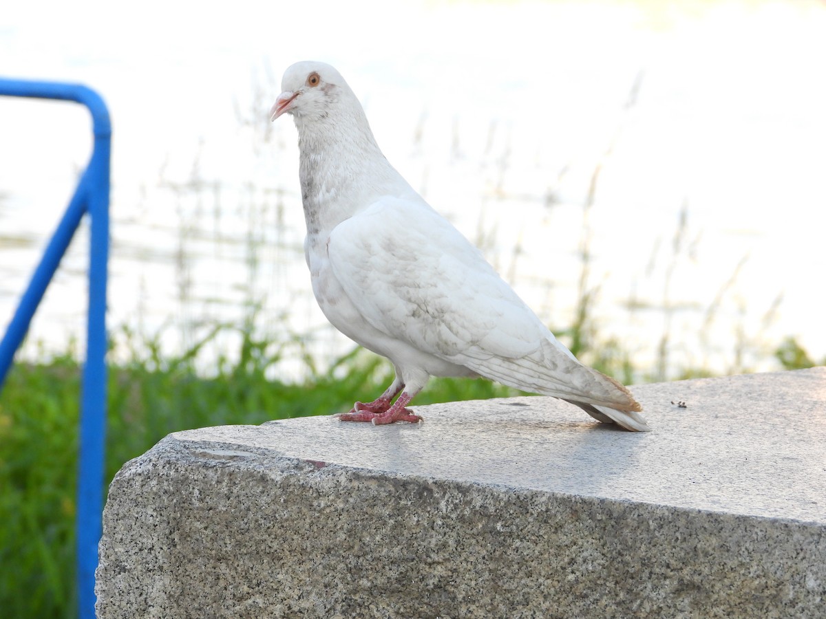 Rock Pigeon (Feral Pigeon) - Danka Jaksic