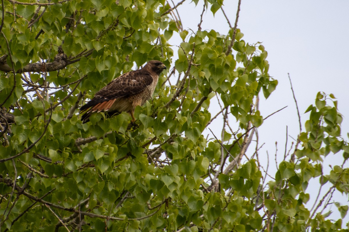 Red-tailed Hawk - ML618855723