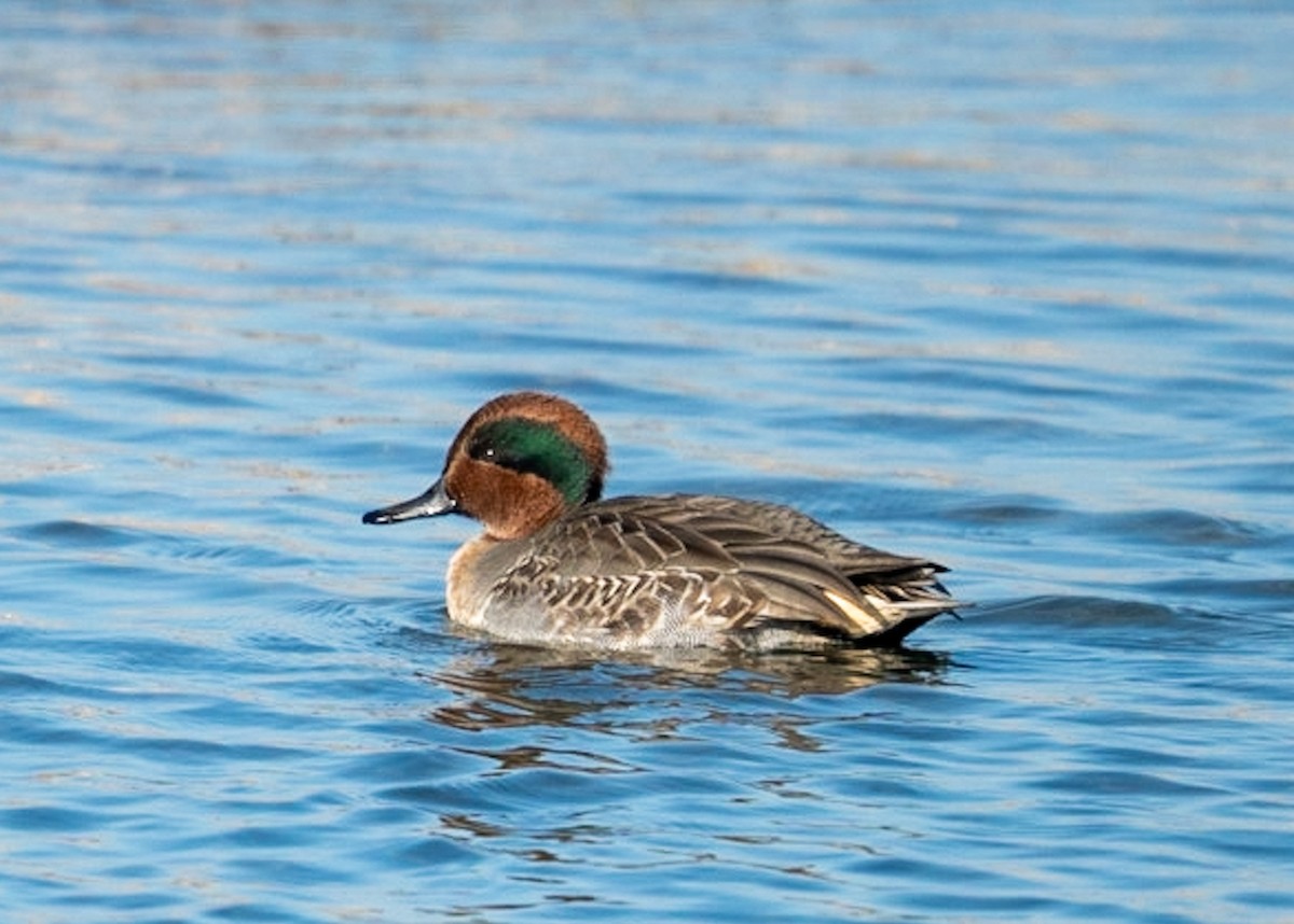Green-winged Teal - ML618855791