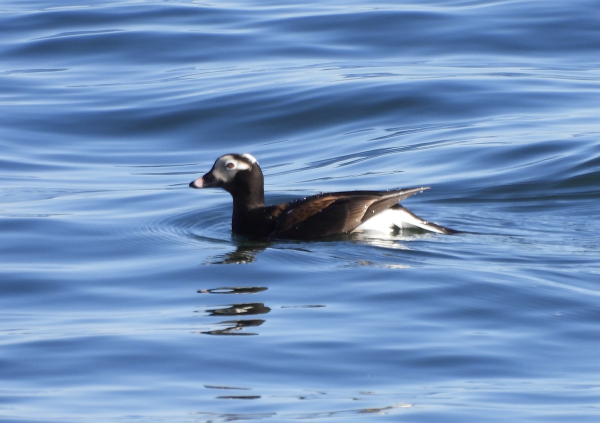 Long-tailed Duck - ML618855792