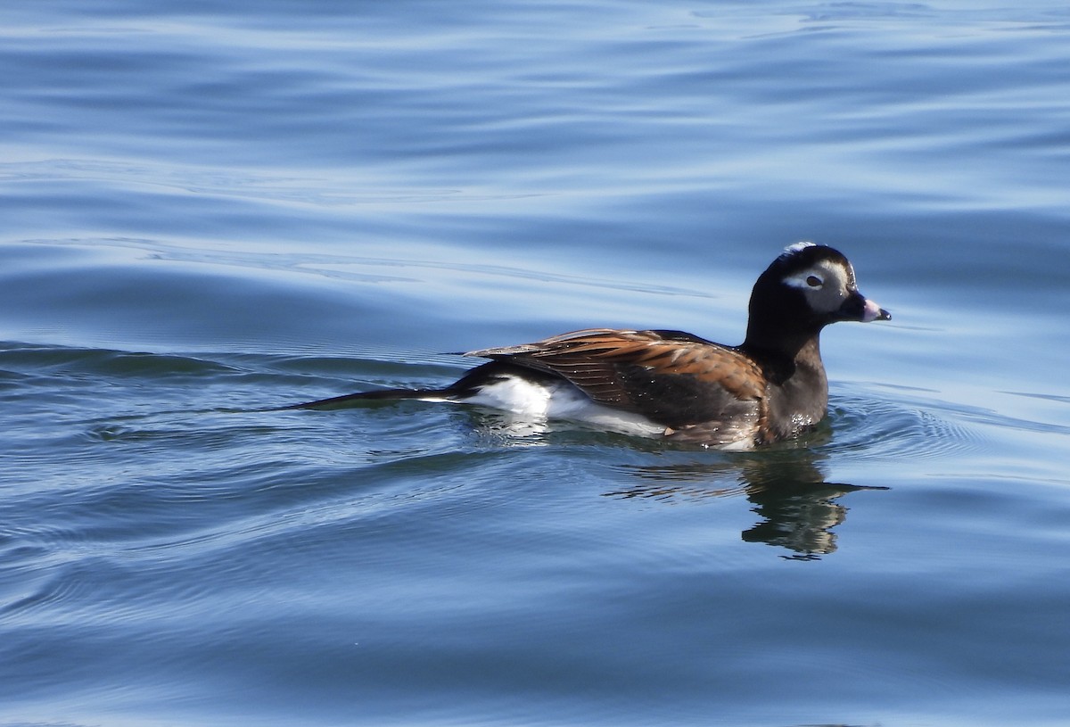 Long-tailed Duck - ML618855793