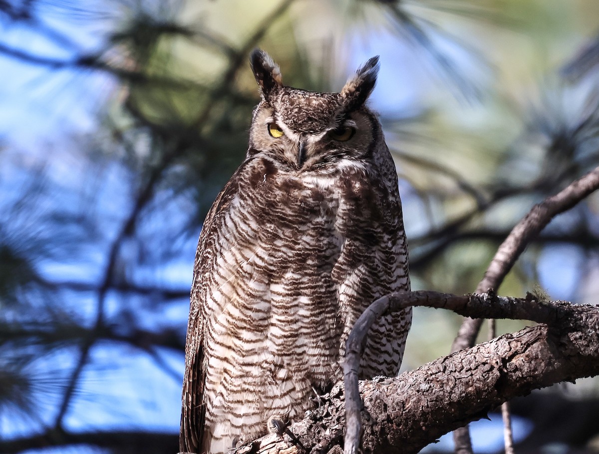 Great Horned Owl - ML618855808