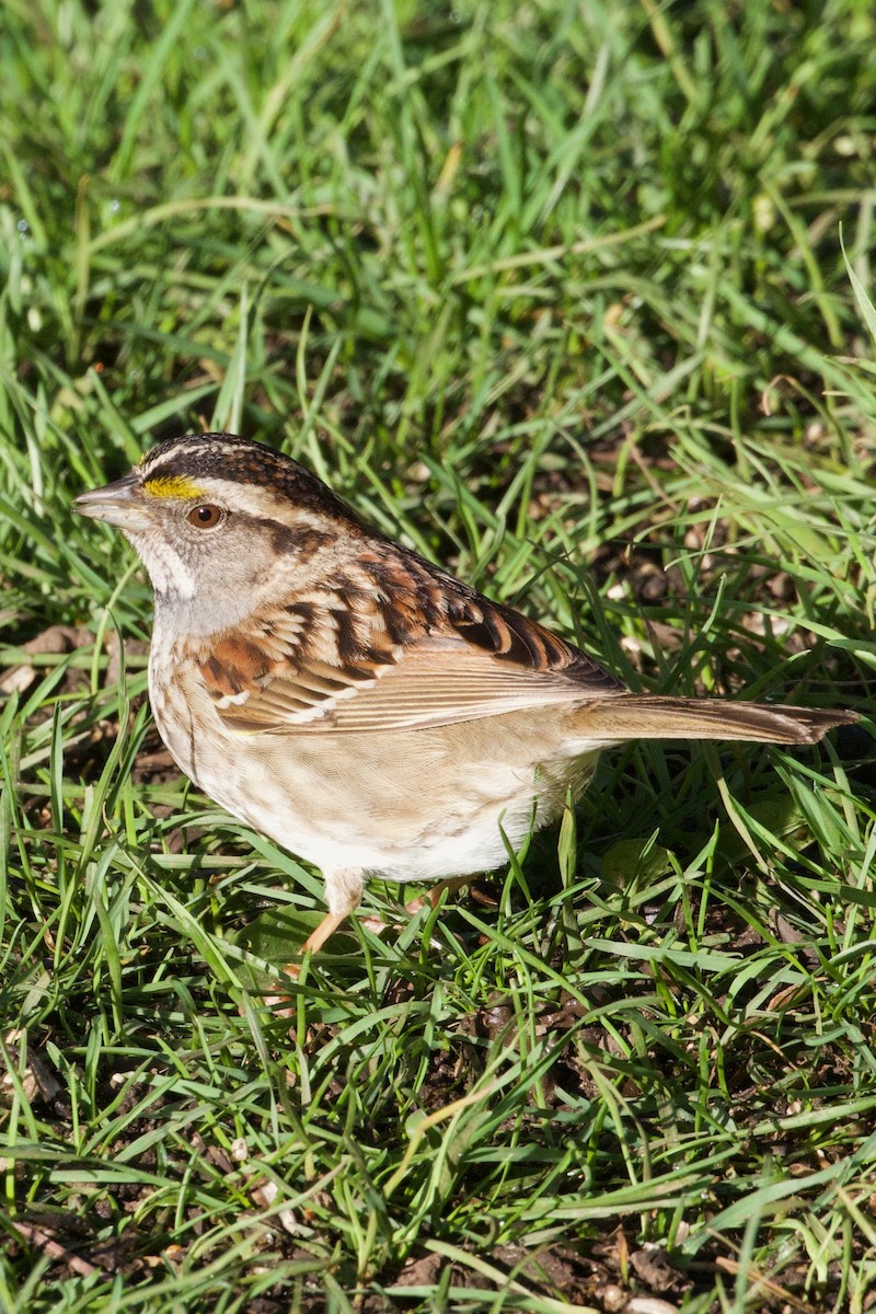White-throated Sparrow - ML618855817