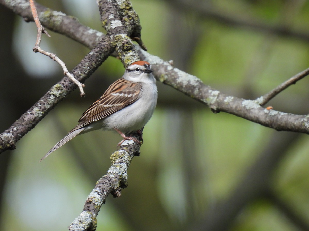 Chipping Sparrow - ML618855856