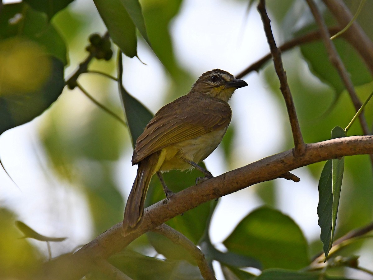 White-browed Bulbul - Alex Rogers