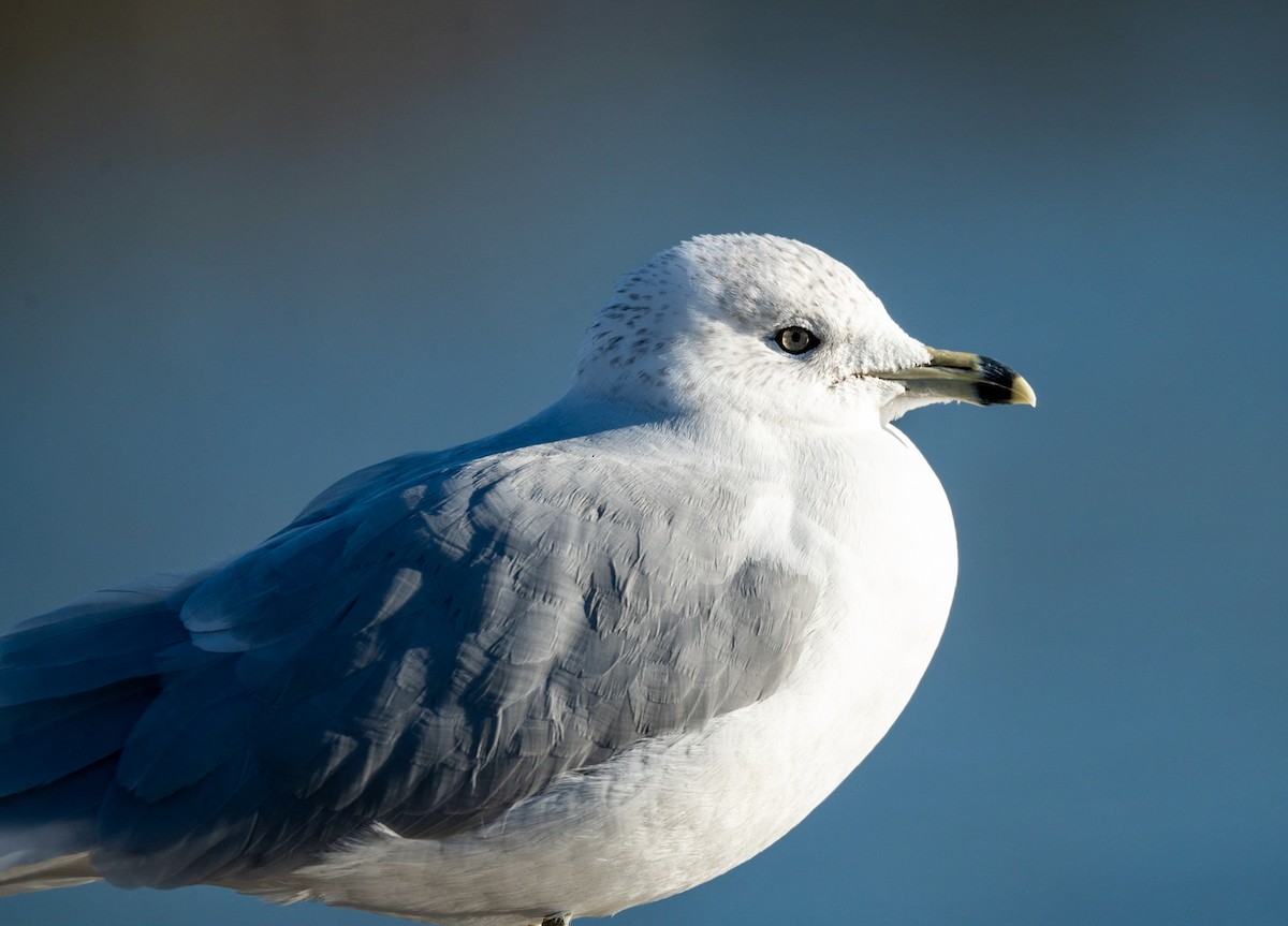 Ring-billed Gull - Marcus Müller