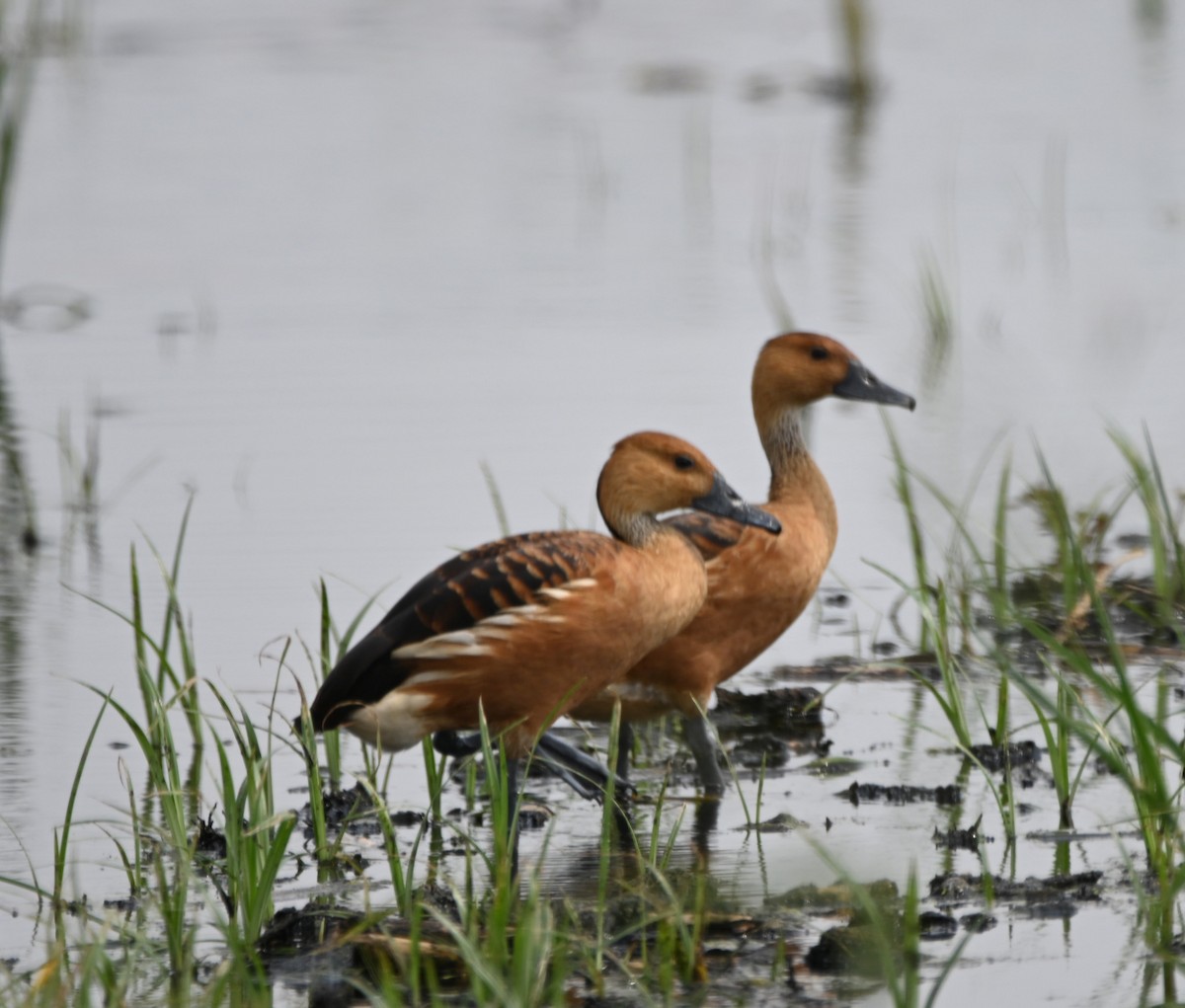 Fulvous Whistling-Duck - ML618855875