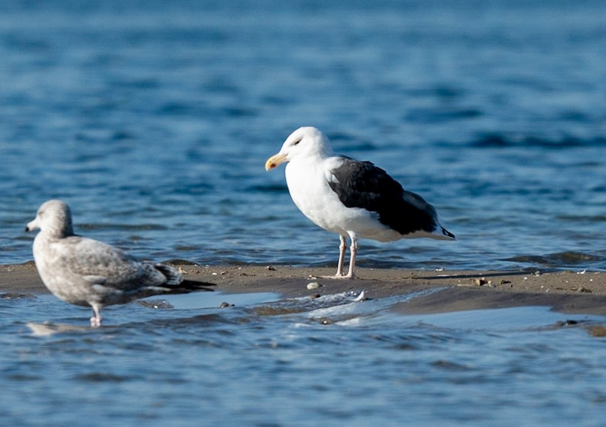 Great Black-backed Gull - Marcus Müller